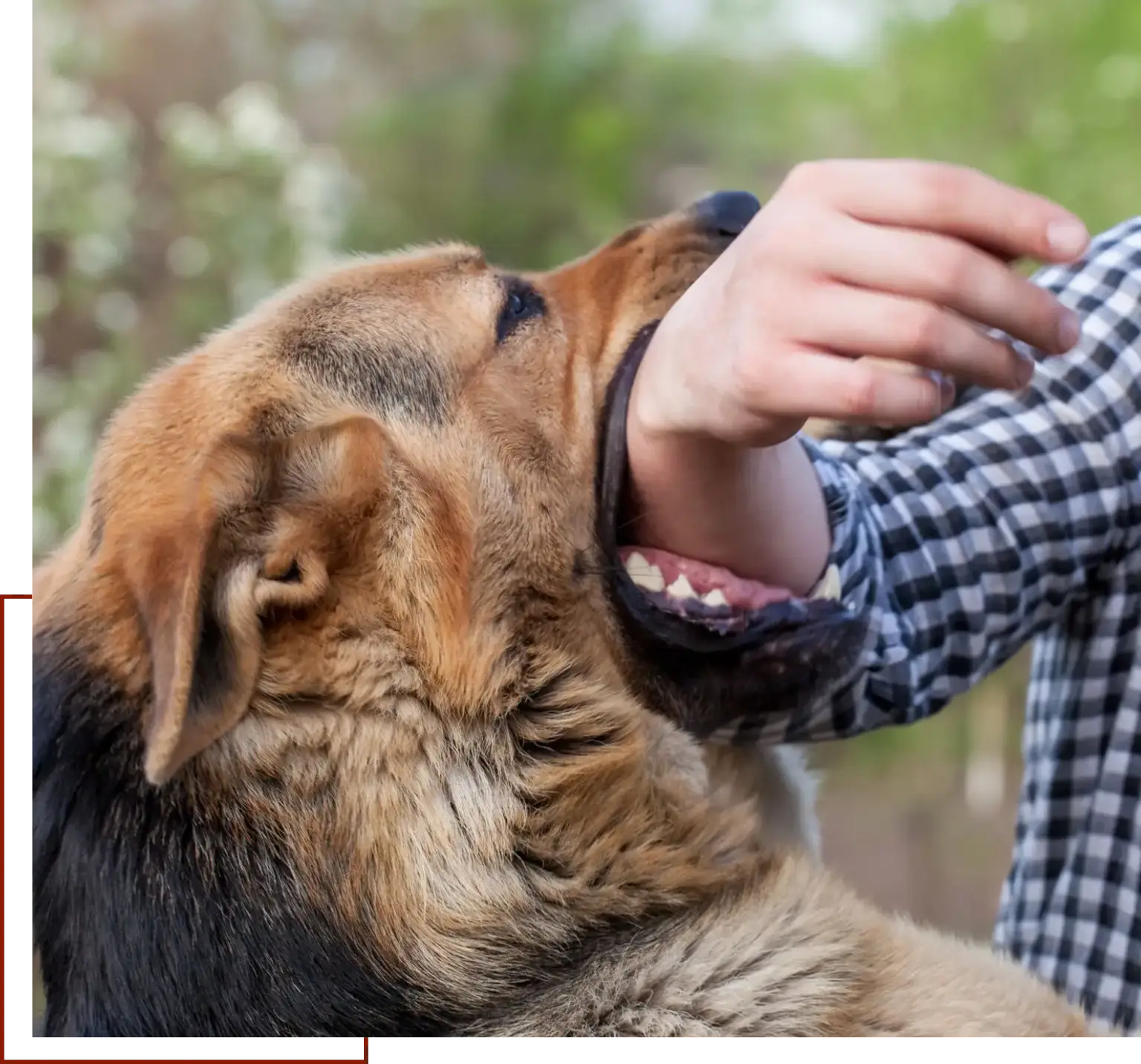 Person petting a dog with their mouth open, surrounded by trees in the background