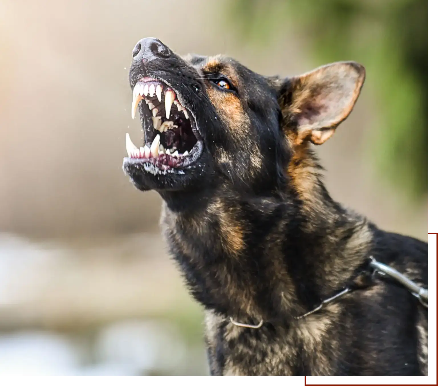 German Shepherd Dog with its mouth open wide, wearing a belt around its neck, with a blurred background