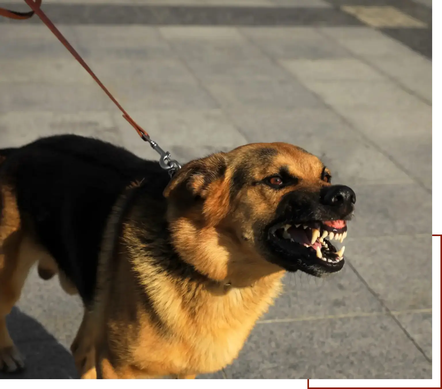 Brown and black on a leash with its mouth open, standing on the ground